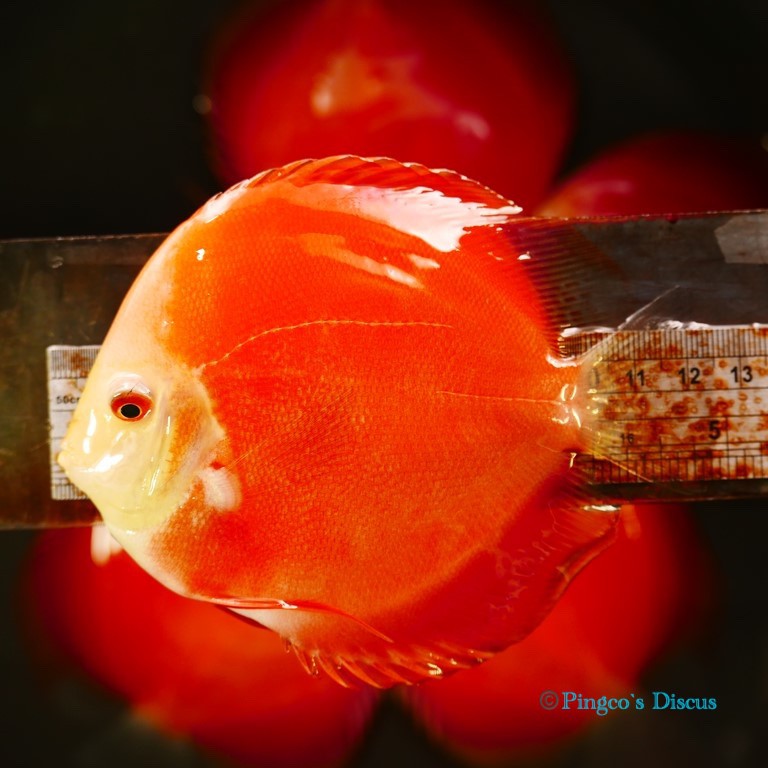 5" Red Golden Diamond