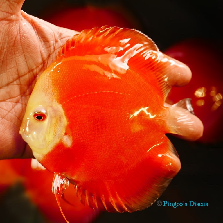 5" Red Golden Diamond