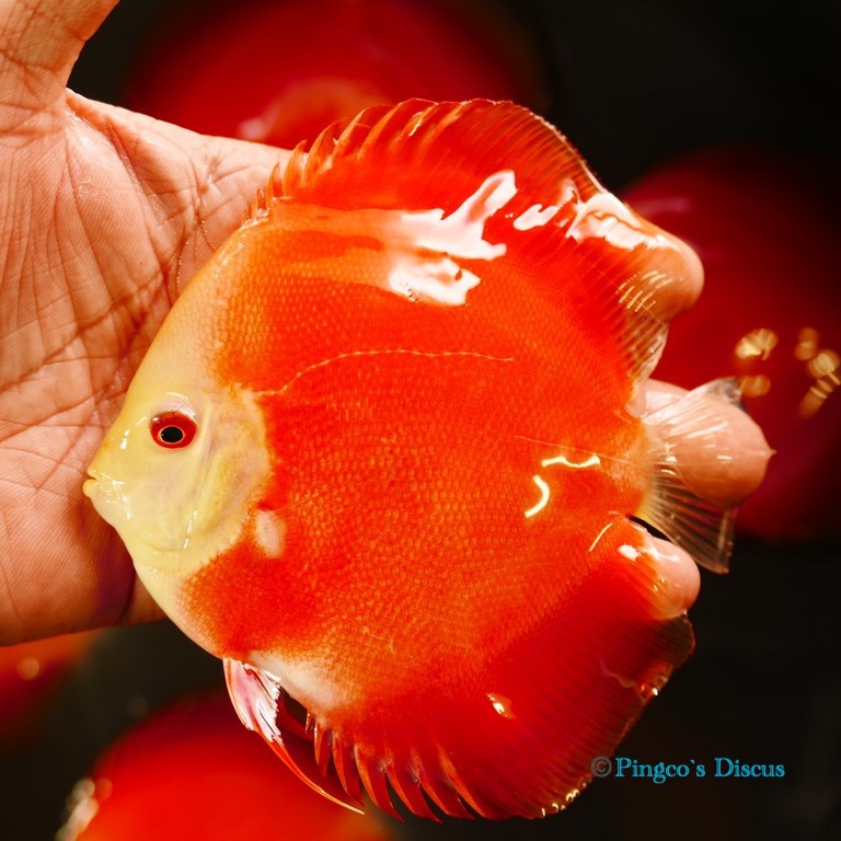 5" Red Golden Diamond