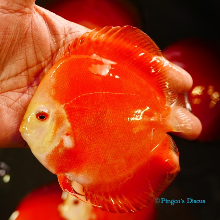 5" Red Golden Diamond