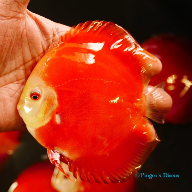 5" Red Golden Diamond