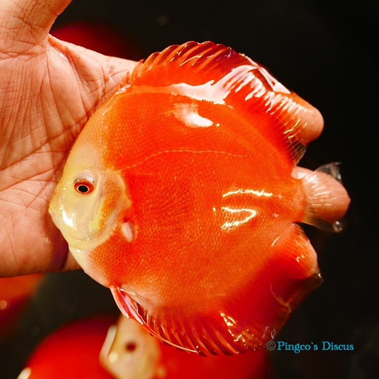 5" Red Golden Diamond
