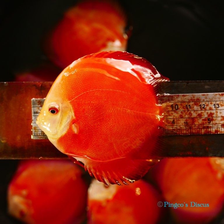 4.5" Red Golden Diamond