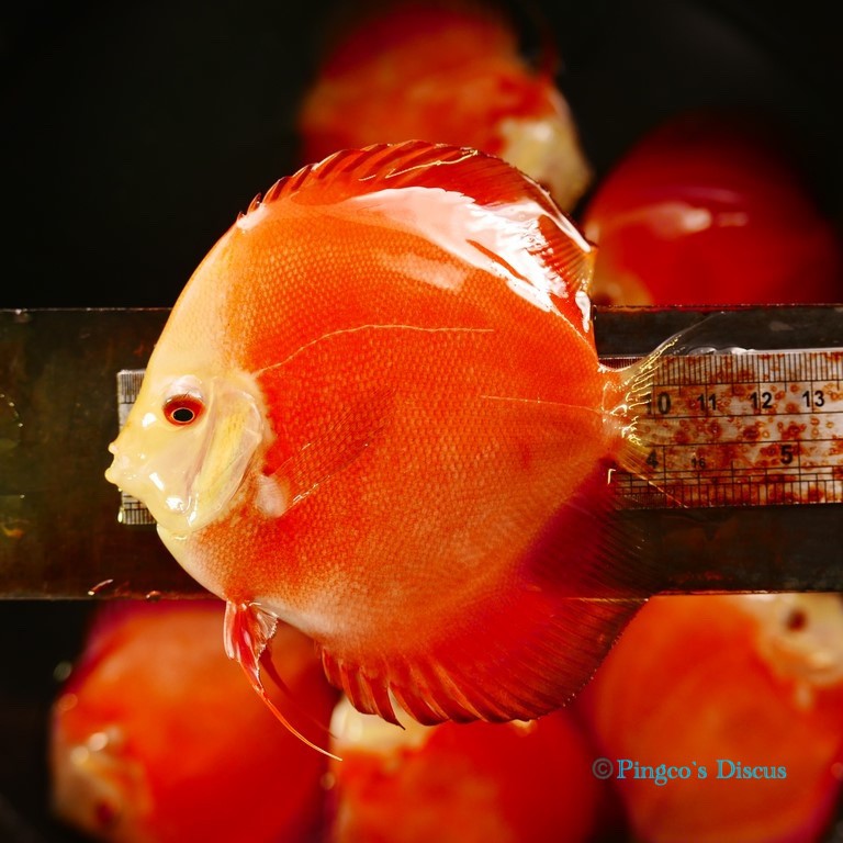 4.5" Red Golden Diamond