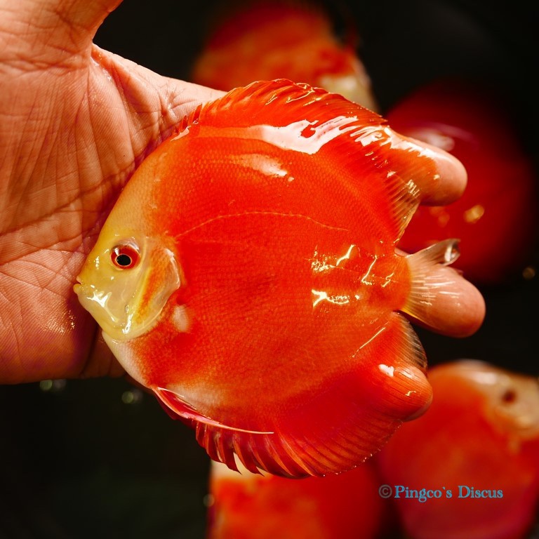 4.5" Red Golden Diamond
