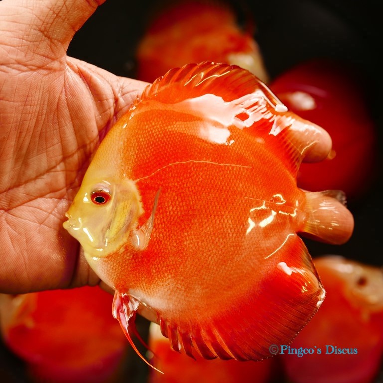 4.5" Red Golden Diamond
