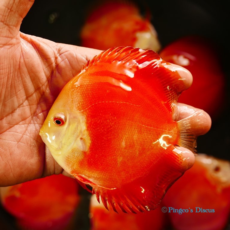 4.5" Red Golden Diamond