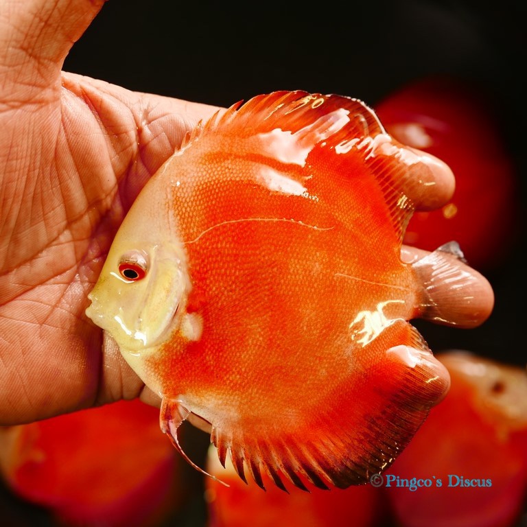 4.5" Red Golden Diamond