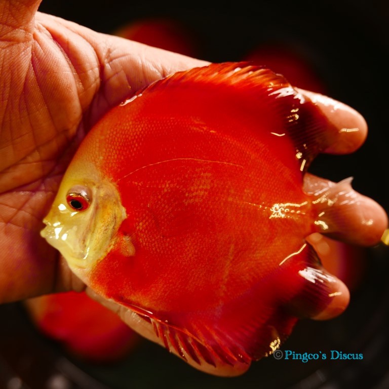 4.5" Red Golden Diamond