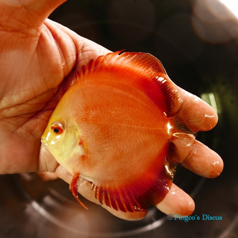 4" Red Golden Diamond