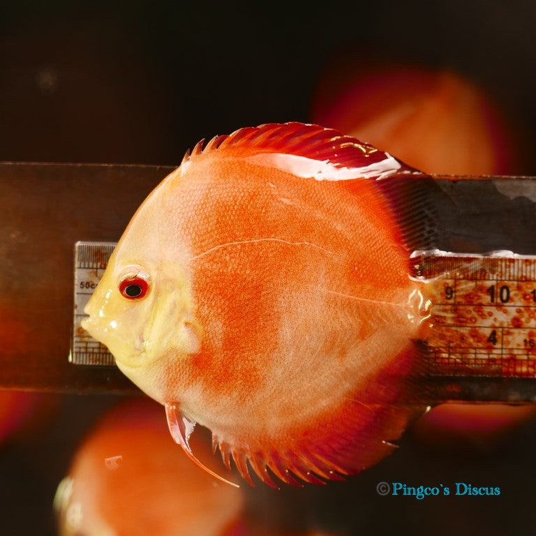 4" Red Golden Diamond