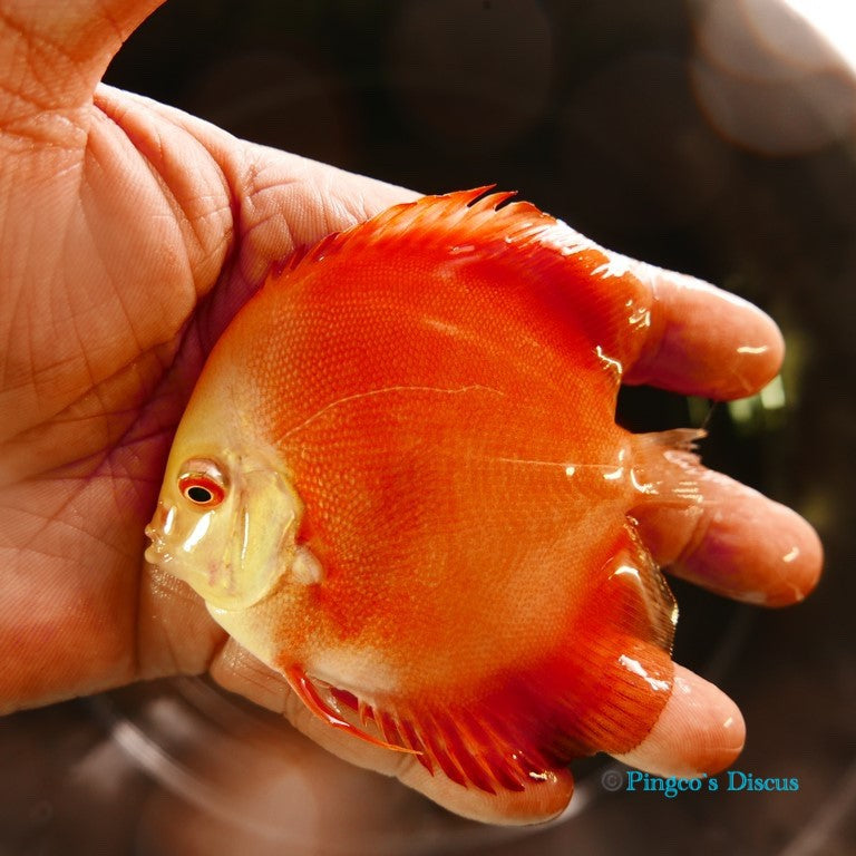 4" Red Golden Diamond