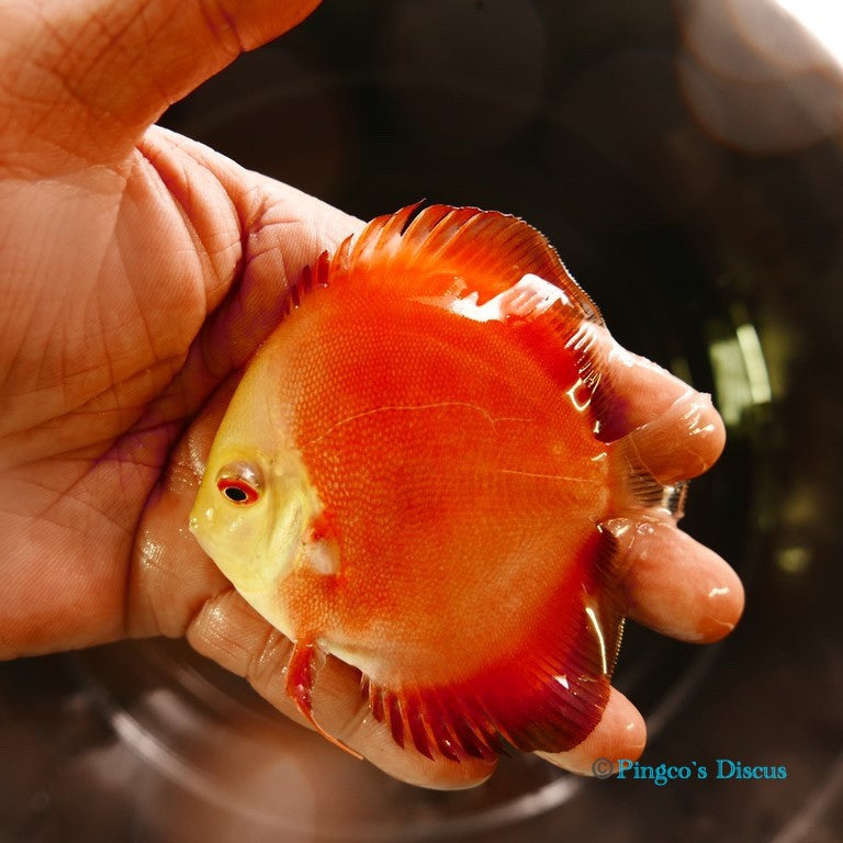 4" Red Golden Diamond