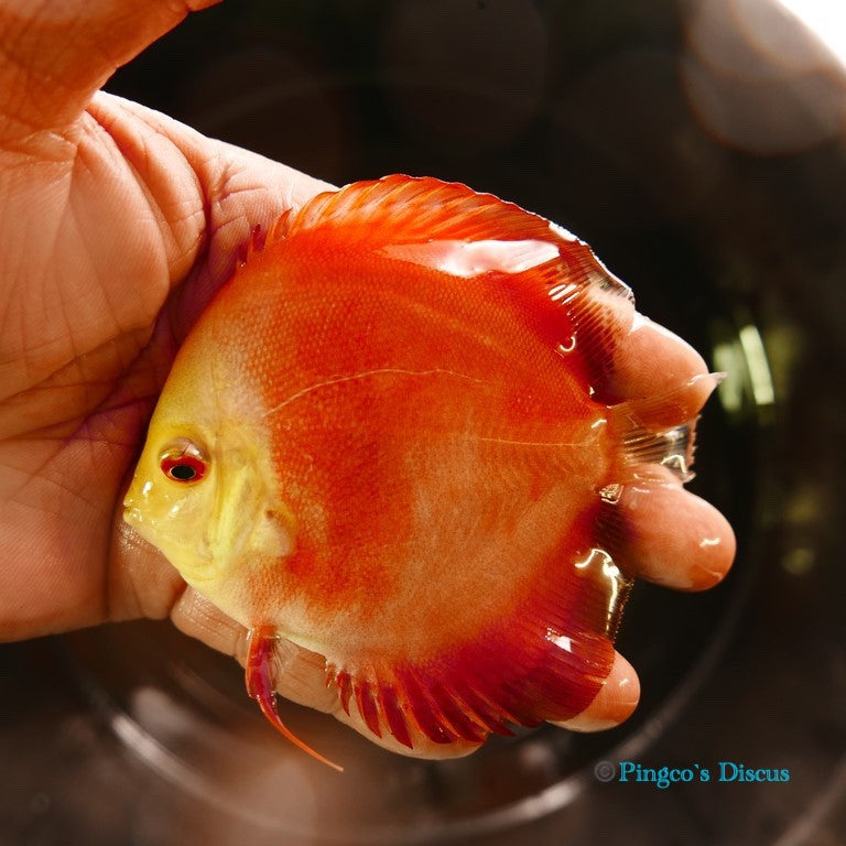4" Red Golden Diamond
