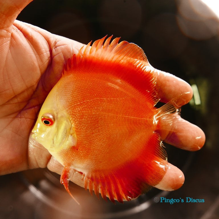 4" Red Golden Diamond