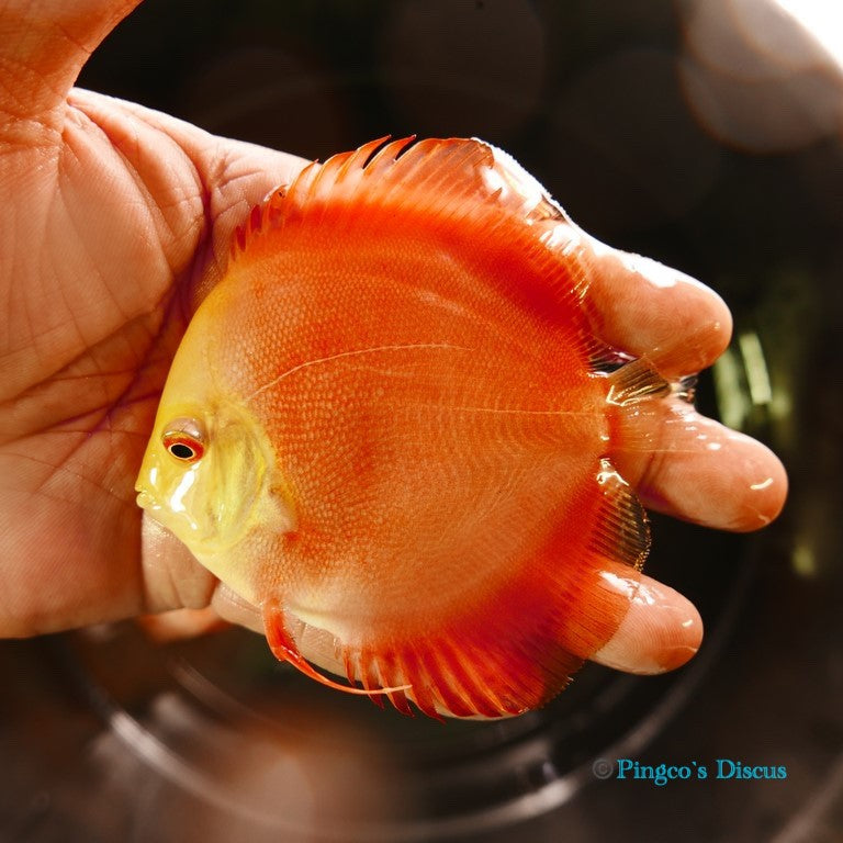 4" Red Golden Diamond