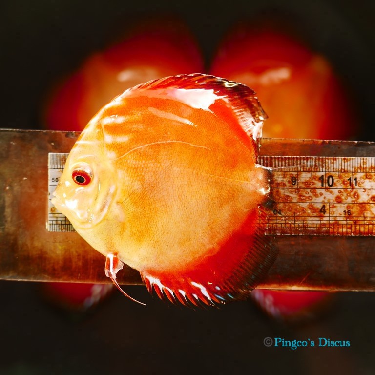 4" Royal Rube Red Intermediate
