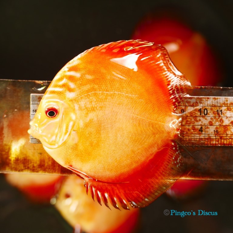 4" Royal Rube Red Intermediate
