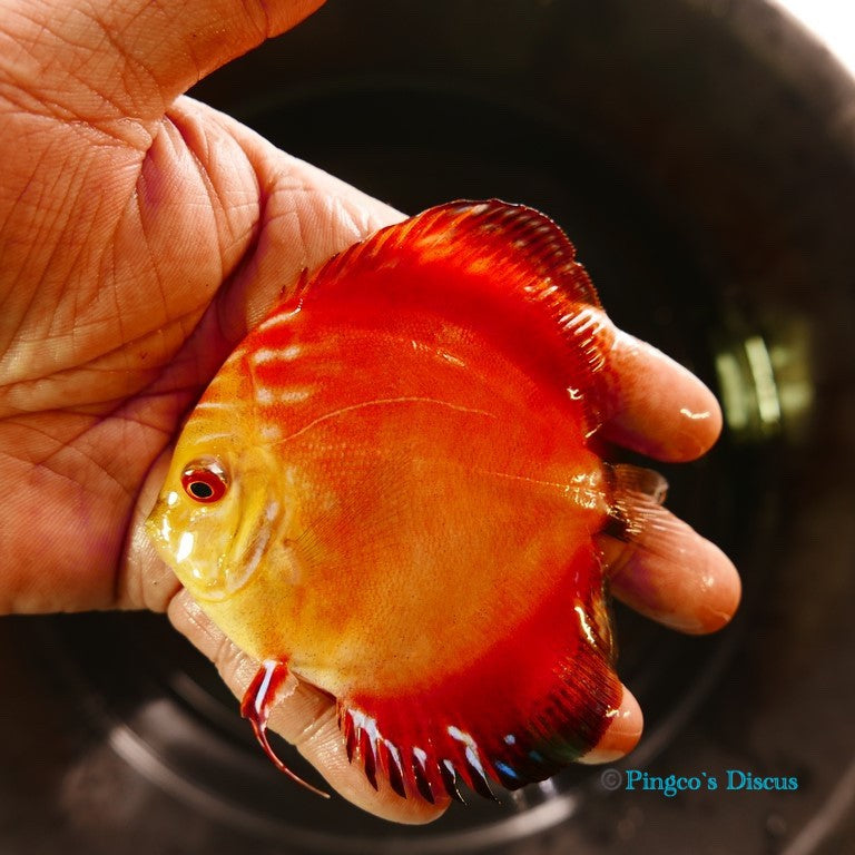 4" Royal Rube Red Intermediate