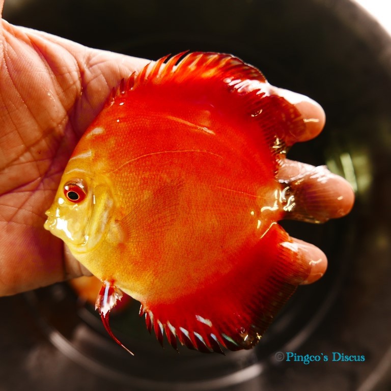 4" Royal Rube Red Intermediate
