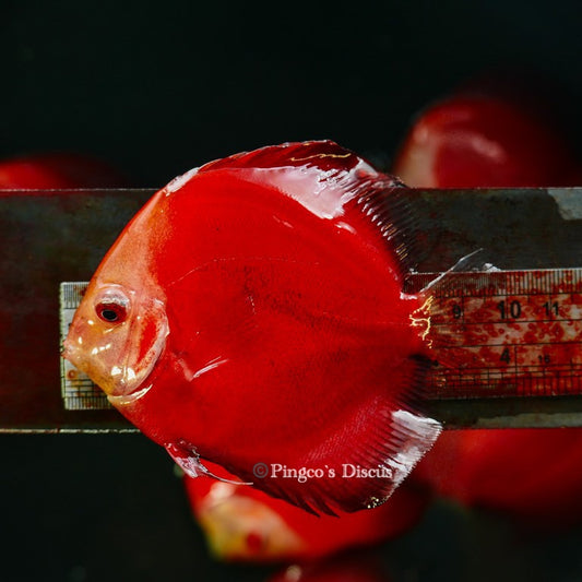 4"      Royal Rube Red