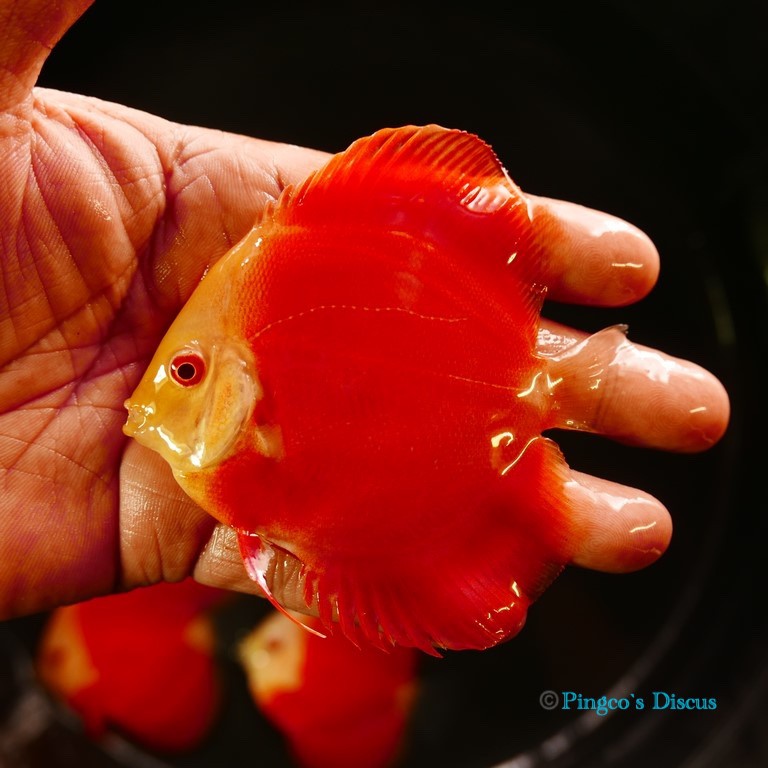 3.5" Albino Red cover