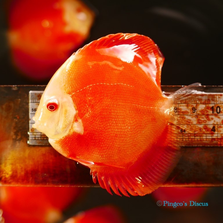 3.5" Albino Red cover