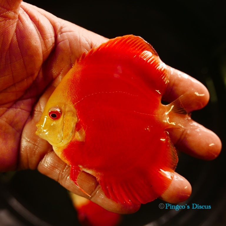 3.5" Albino Red cover