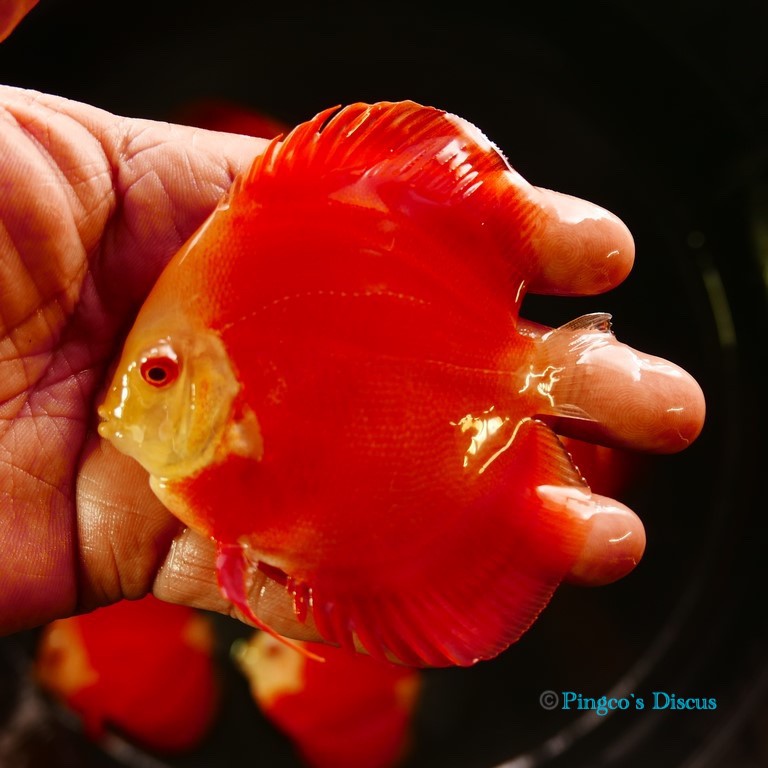 3.5" Albino Red cover