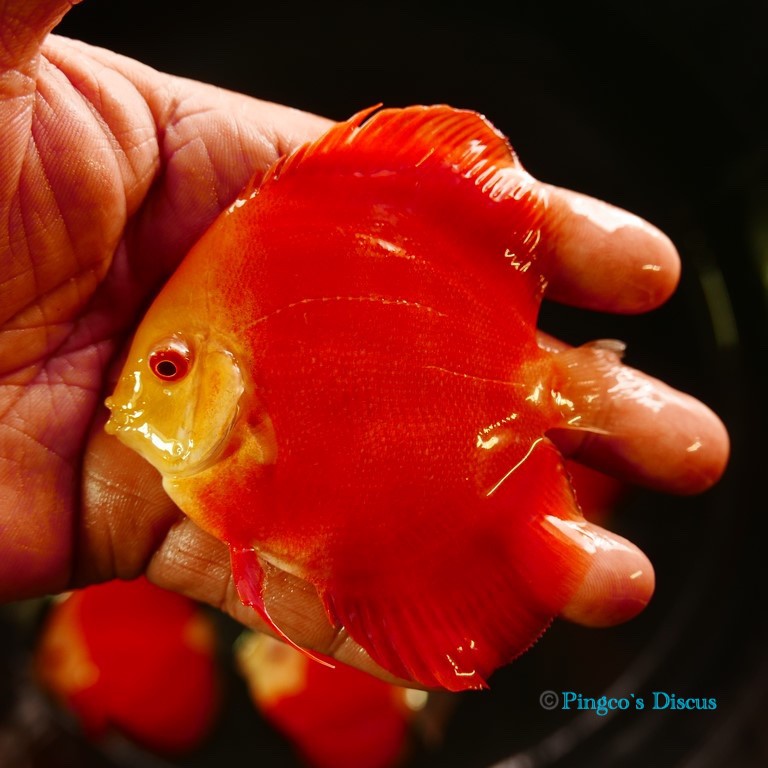 3.5" Albino Red cover