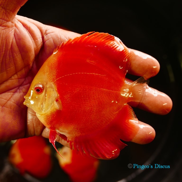 3.5" Albino Red cover