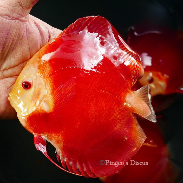 5.5+-" Albino Red Golden Diamond