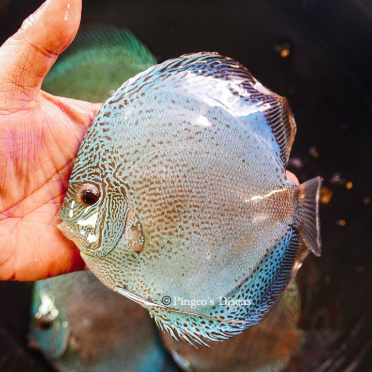 5.5-6" Hibody Blue Scorpion (Show Potential Grade)