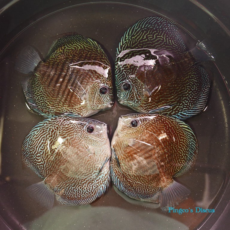 5" Blue Snakeskin