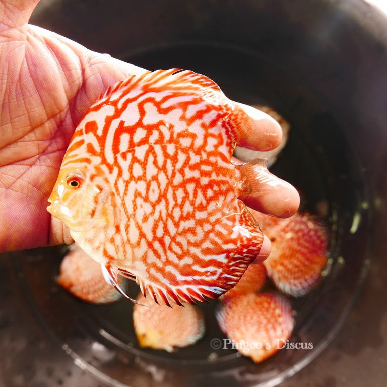 4+-" Classic Checkerboard Pigeon