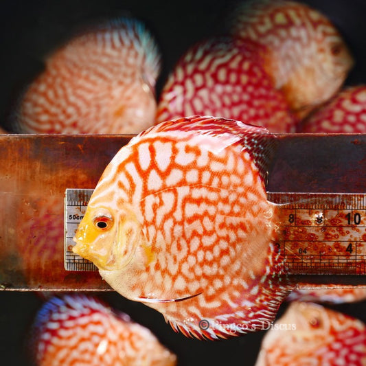 4+-" Classic Checkerboard Pigeon