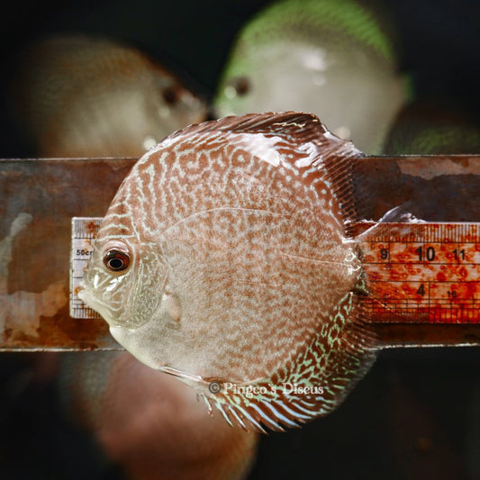 4"	Altum Flora Snakeskin