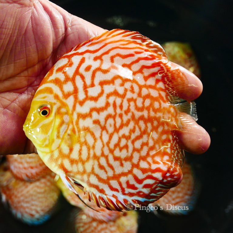 4" Golden Checkerboard Pigeon