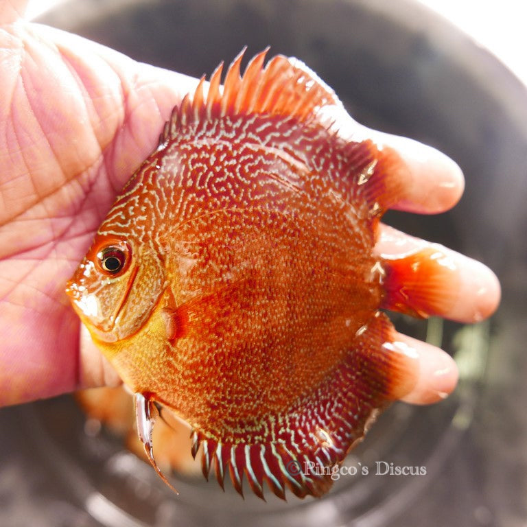3.5" German Red Snakeskin