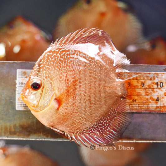 3.5" German Red Snakeskin