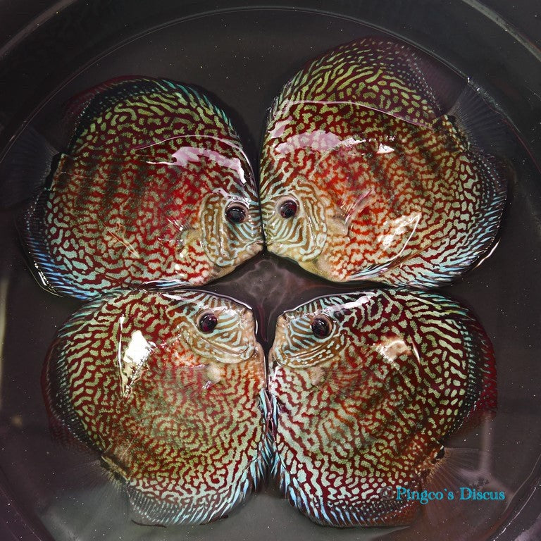 5.5" German Red Turquoise