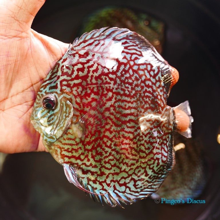 5.5" German Red Turquoise