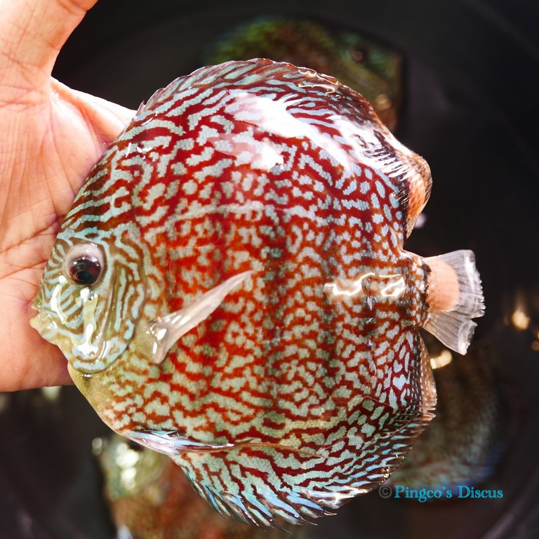 5.5" German Red Turquoise