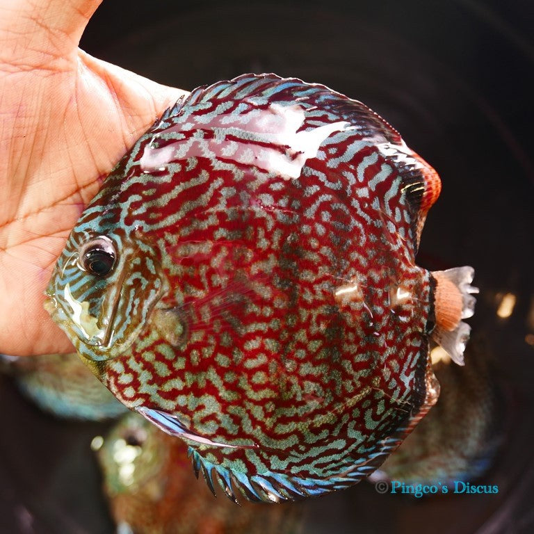 5.5" German Red Turquoise