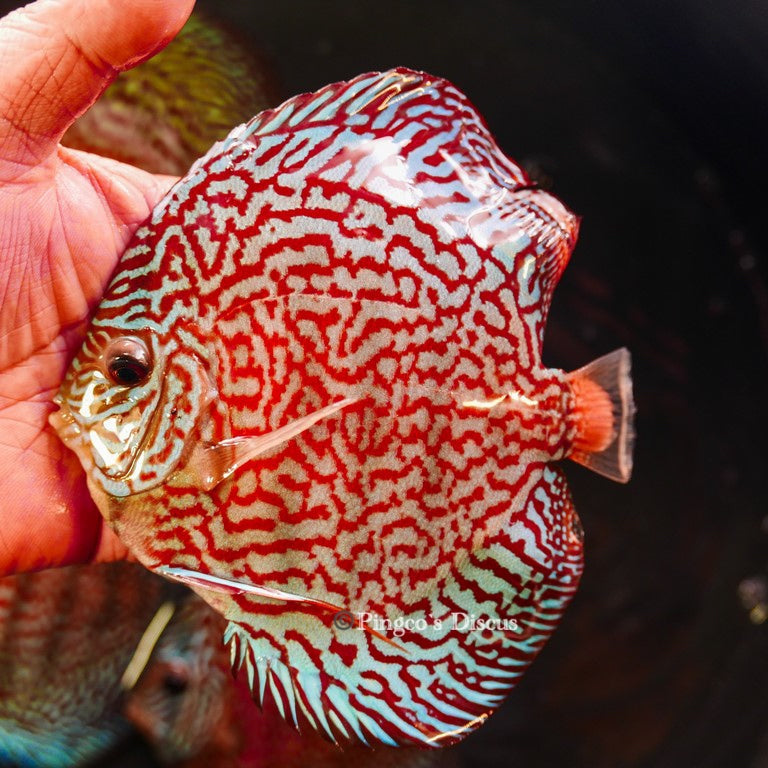 5.5-" German Red Turquoise