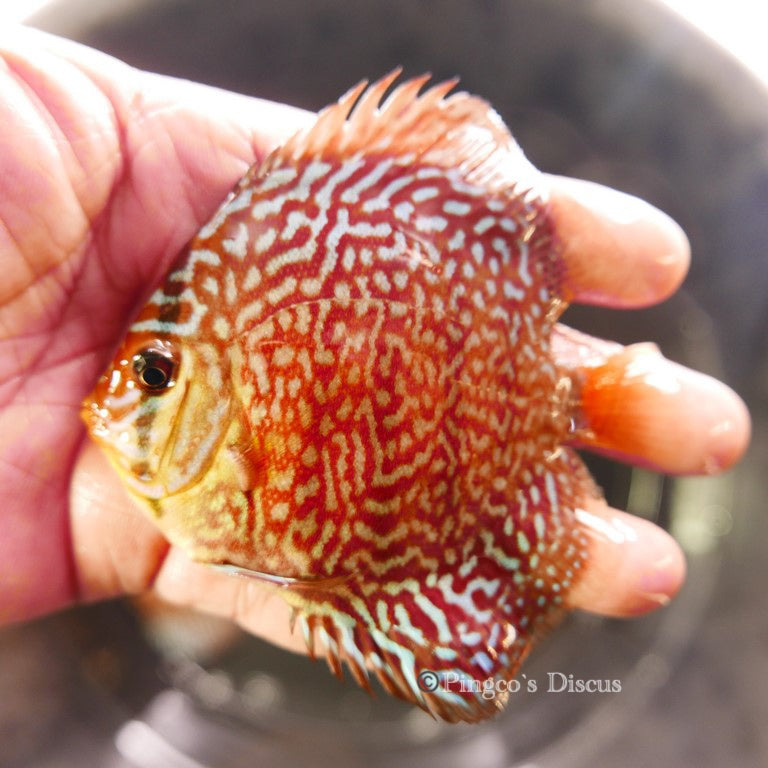 3.5" German Red Turquoise