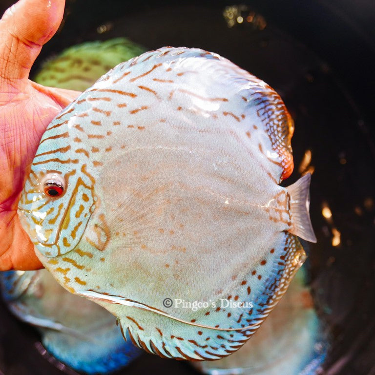 6.5"+- Giant Blue Cobalt(Select Grade)