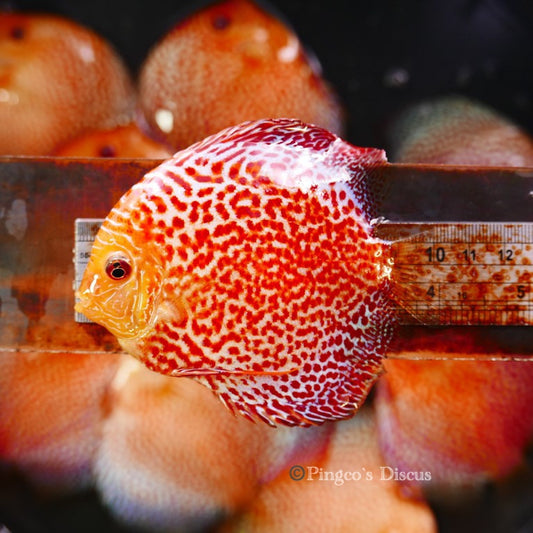 4-4.5" Golden Pigeon Eruption