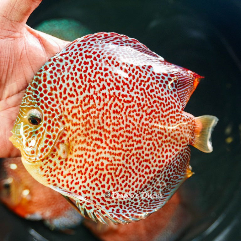 6" Penang Eruption(Select Grade)