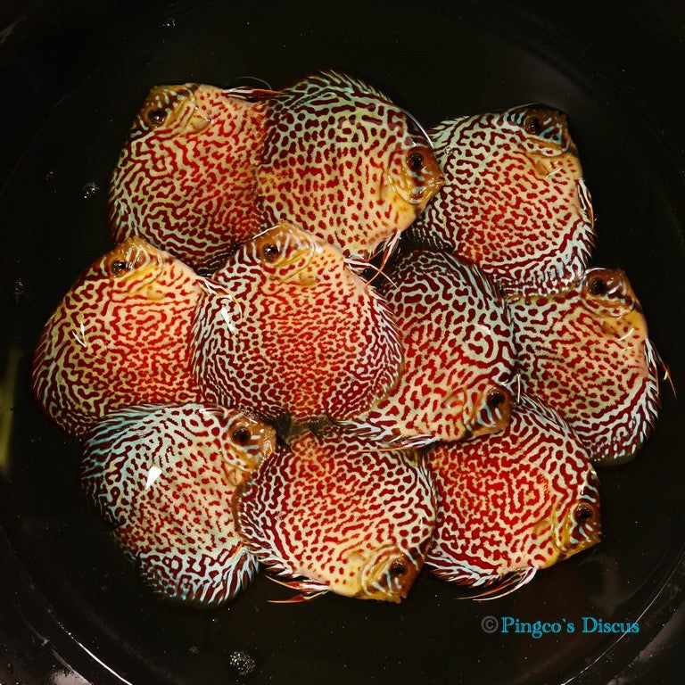 4" Maze Leopard